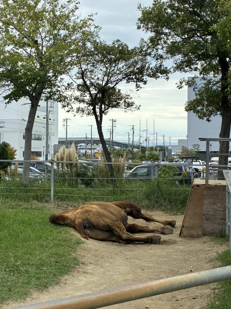 神戸どうぶつ王国　ラクダ　ふれあい　子どもと一緒　お出かけスポット　動物園