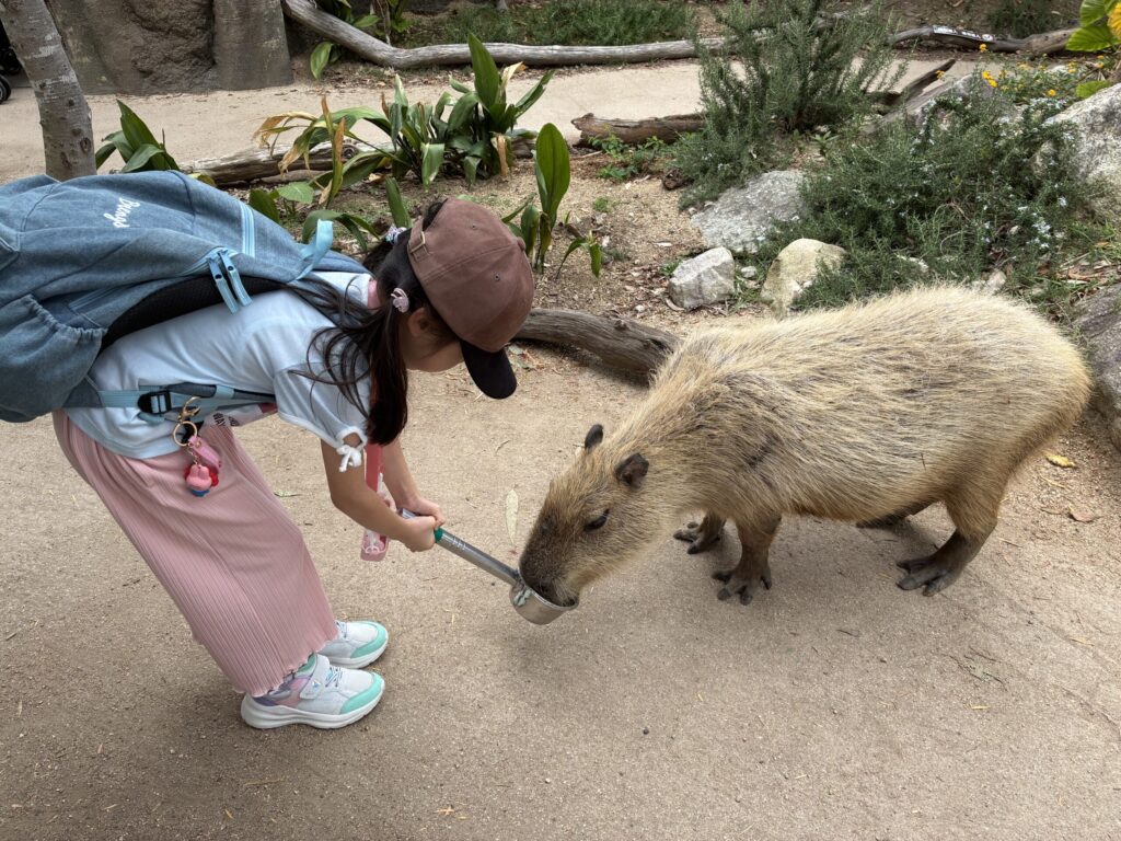 神戸どうぶつ王国　カピバラ　ふれあい　子どもと一緒　お出かけスポット　動物園