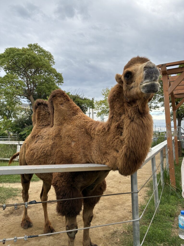 神戸どうぶつ王国　ラクダ　ふれあい　子どもと一緒　お出かけスポット　動物園