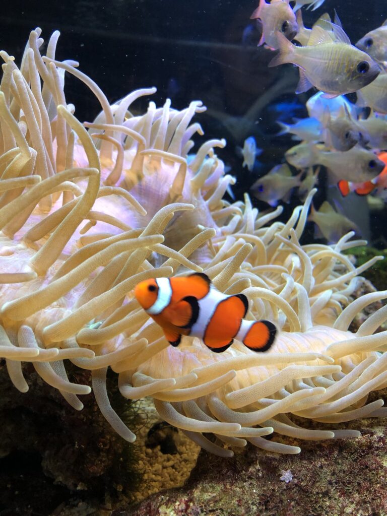 サンゴ礁の水槽にいるカクレクマノミとイソギンチャク