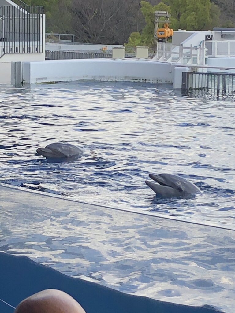 イルカスタジアムで泳ぐ2頭のイルカ