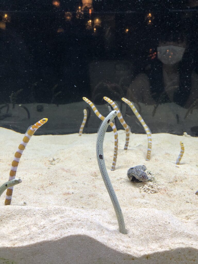 砂から顔を出すチンアナゴとニシキアナゴ
