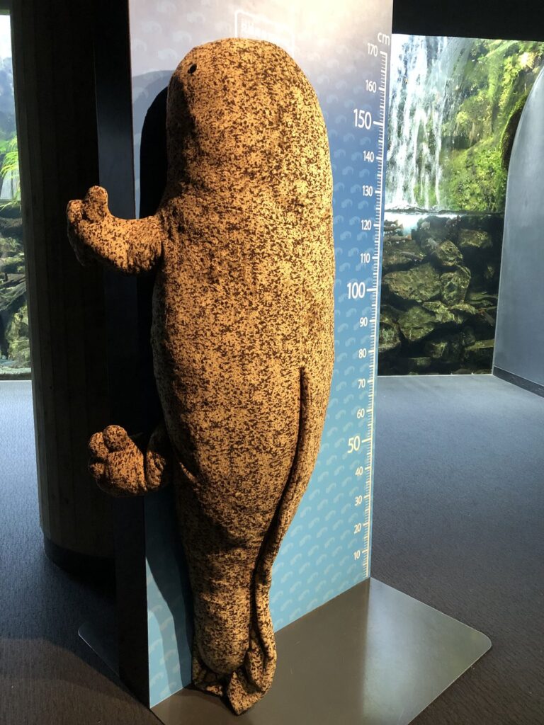 京都水族館のオオサンショウウオの実物大ぬいぐるみと身長計
