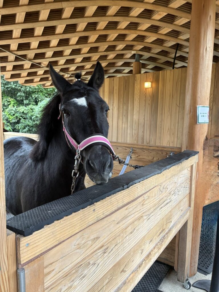 厩舎の柵から顔を出す、ピンクの頭絡をつけた黒い大きな馬